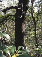 Machilus chekiangensis