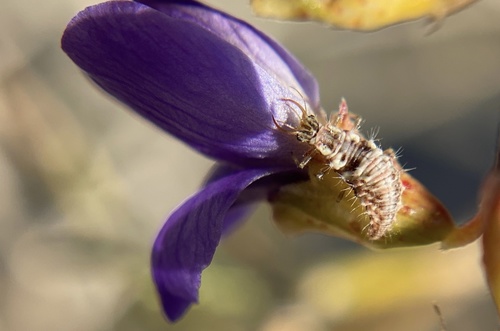 iNaturalist observation photo of Stink Lacewings