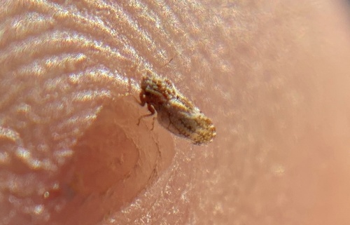 iNaturalist observation photo of Aphalaroida pithecolobia