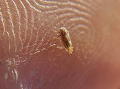 Aphalaroida pithecolobia