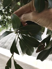 Machilus chekiangensis