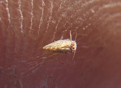 Aphalaroida pithecolobia