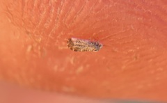 Aphalaroida pithecolobia