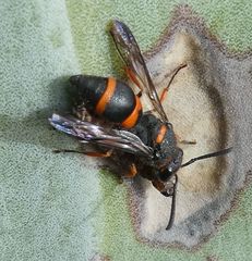 Ancistrocerus haematodes