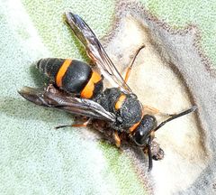 Ancistrocerus haematodes