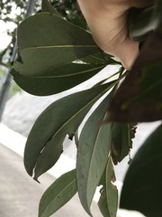 Machilus chekiangensis