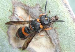 Ancistrocerus haematodes