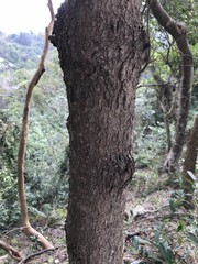 Machilus chekiangensis