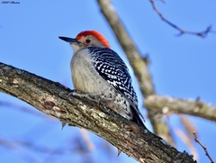Melanerpes carolinus