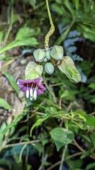 Merinthopodium neuranthum