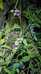 Merinthopodium neuranthum