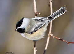 Poecile atricapillus