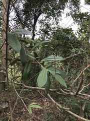 Machilus chekiangensis