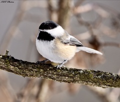 Poecile atricapillus