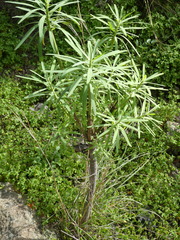 Euphorbia regis-jubae image