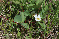 Fragaria virginiana glauca