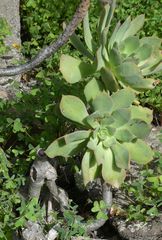 Aeonium percarneum image