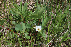 Fragaria virginiana glauca
