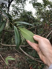 Machilus chekiangensis