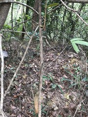 Machilus chekiangensis