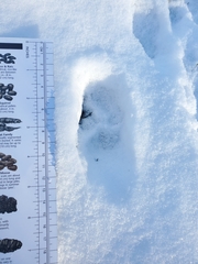 Vulpes vulpes fulvus