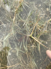Zoysia sinica