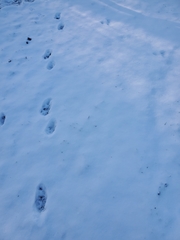 Vulpes vulpes fulvus