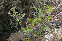 Mentzelia dispersa