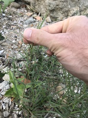 Zoysia sinica