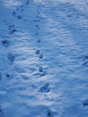 Vulpes vulpes fulvus