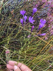 Thereianthus juncifolius