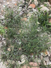 Zoysia sinica