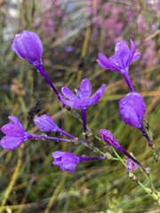 Thereianthus juncifolius
