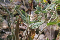 Mentzelia dispersa