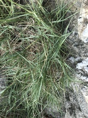 Zoysia sinica