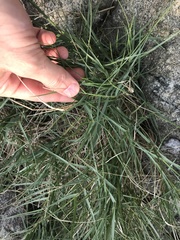 Zoysia sinica
