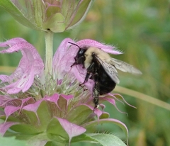 Anthophora abrupta