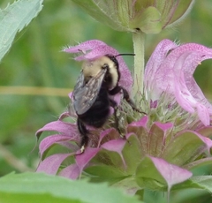 Anthophora abrupta