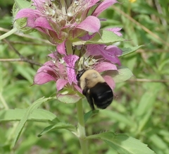 Anthophora abrupta