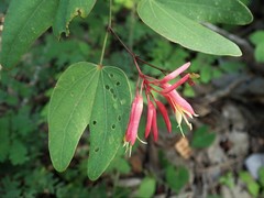 Bauhinia erythrocalyx