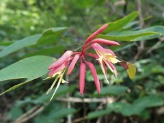 Bauhinia erythrocalyx