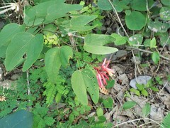Bauhinia erythrocalyx
