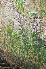 Penstemon sepalulus