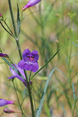 Penstemon sepalulus