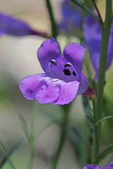 Penstemon sepalulus