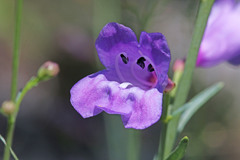 Penstemon sepalulus