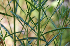 Penstemon sepalulus