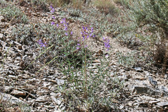 Penstemon sepalulus