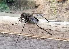 Rutilotrixa lateralis