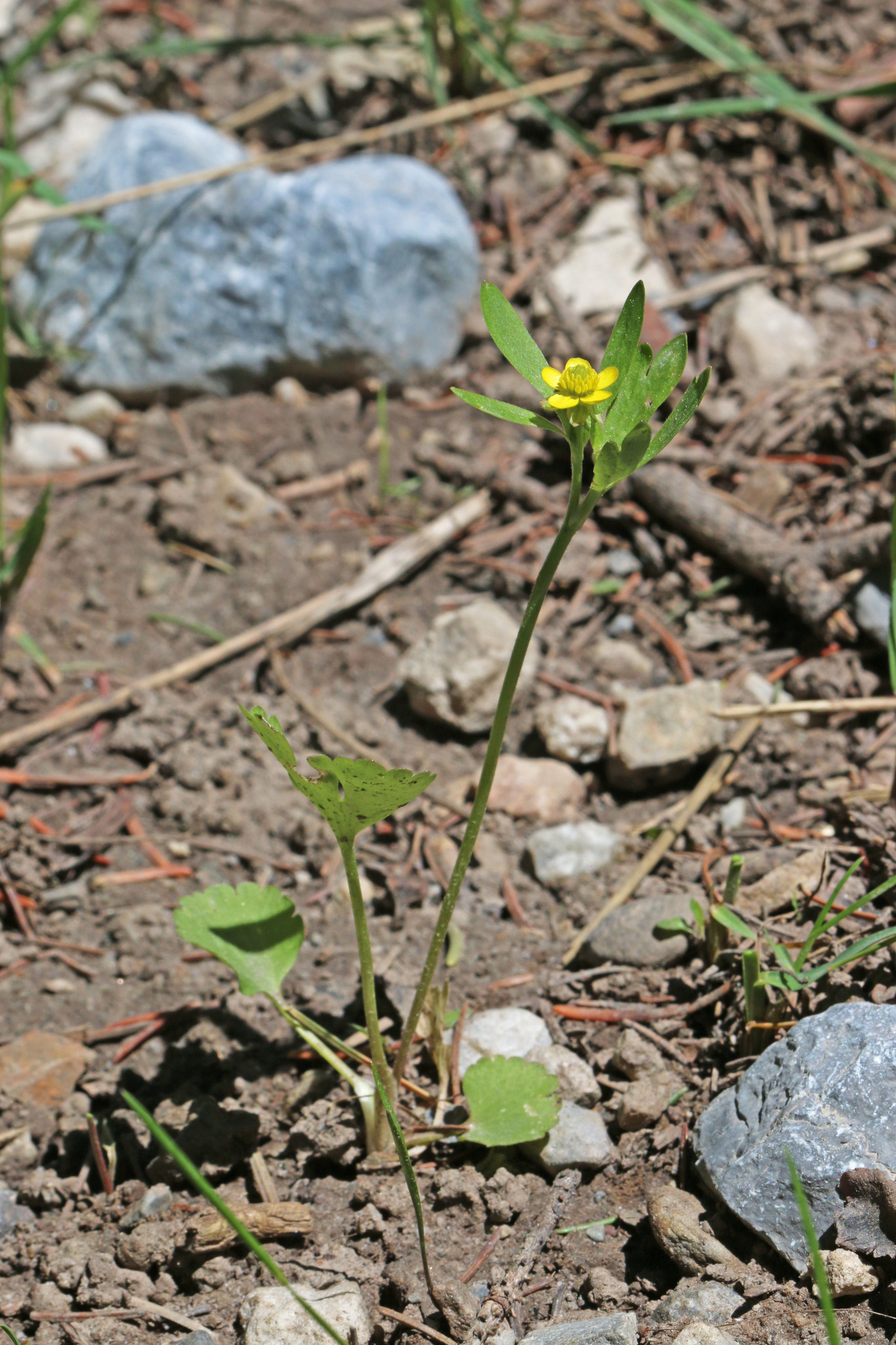 Ranunculus inamoenus var. inamoenus